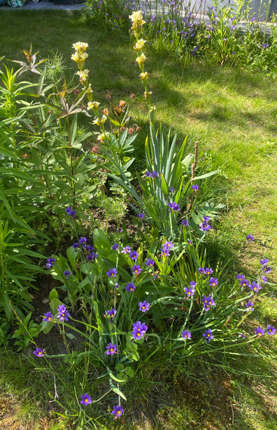  Sisyrinchium angustifolium et Sisyrinchium striatum
