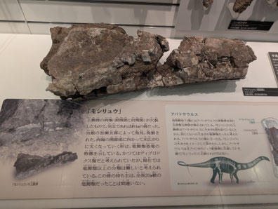 モシリュウの骨(東京国立科学博物館)