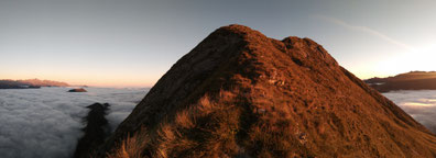 Automne 2021, un gros ongulé est caché sur cette photo, sauras-tu le retrouver?...