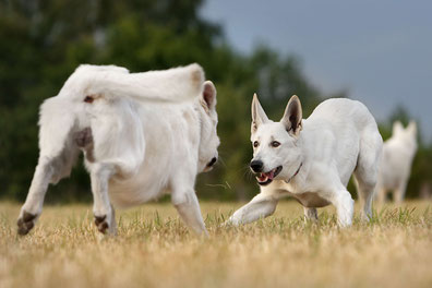 Zwei Hunde bewegen sich frontal aufeinander zu und zeigen dabei unterschiedliche Körpersprache-Signale