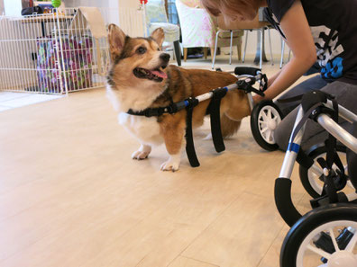 犬の車椅子　犬用車椅子　犬の車いす　犬用車いす　ドッグカート　歩行器　犬　車椅子　車いす　車イス