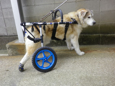 犬の車椅子　犬用車椅子　犬の車いす　犬用車いす　ドッグカート　歩行器　犬　車椅子　車いす　車イス