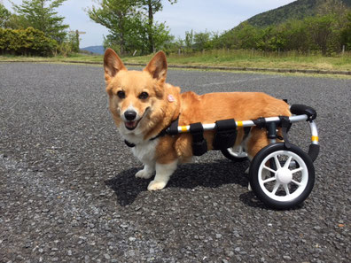 犬の車椅子　犬の車いす　犬の車イス　犬用車いす　犬用車椅子　犬用車イス　犬歩行器　ドッグカート　車椅子犬