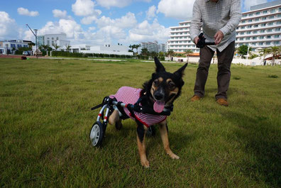 犬の車椅子　犬用車椅子　犬の車いす　犬用車いす　犬の車イス　犬用車イス　犬　車イス　車椅子　車いす　歩行器　ドッグカート　車椅子犬