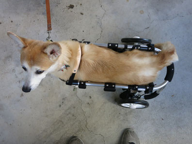 犬の車椅子　犬用車椅子　犬の車いす　犬用車いす　犬の車イス　犬用車イス　犬　車イス　車椅子　車いす　歩行器　ドッグカート　車椅子犬