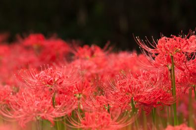 彼岸花のイメージ写真です。