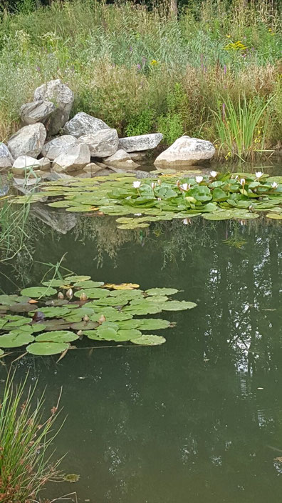 Une étendue d'eau pour méditer