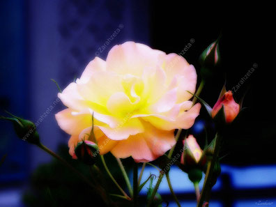 Impressionistische, von innen leuchtende rosane Rose