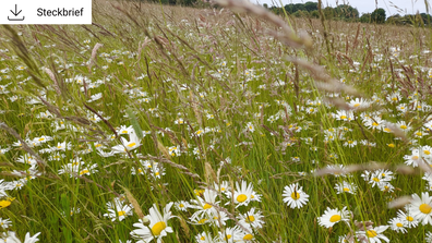 Artenreiche Grünflächen © A. Jannasch