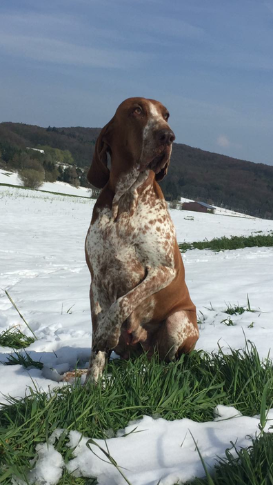 Bracco Italiano