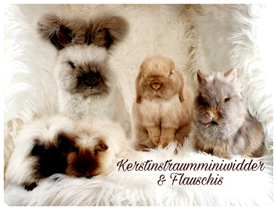 http://www.kerstinstraumminiwidder.jimdo.com