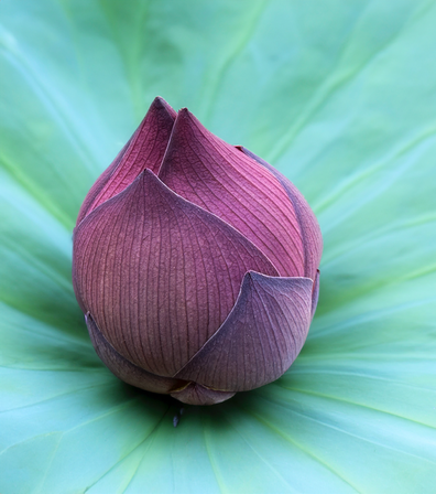 Hebamme, Beratung, Geburtstrauma, Geburt, Ruhe Frieden, Lotusblüte; Ruhe