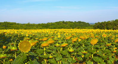 Les tournesols et toutes leurs levures indigènes