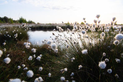 Wollgras mit seinen Blütenständen in einer Moorlandschaft