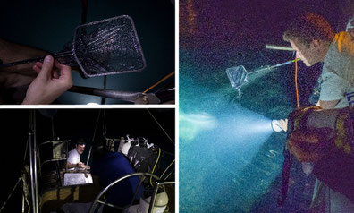 Oel and colleagues collected Platynereis during the night, since this is when these worms come to the water surface to mate. After several unsuccessful night shifts, the researchers were finally able to catch them! Credit: Patric Mueller/EMBL