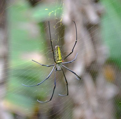 Bali Vogelspinne, Seidenspinne, Dschungel, Radnetzspinne, Nephila