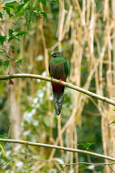 Quetzal Weibchen