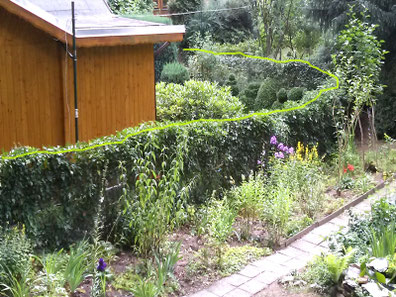 glückskastanie 2m Glückskastanie (Pachira Aquatica) 160 cm kaufen – Große Zimmerpflanze –  PlantmyHome main image 1