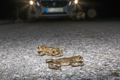 Zwei Erdkröten sitzen nachts auf einer Straße. Im Hintergrund steht ein Auto mit eingeschaltetem Licht.