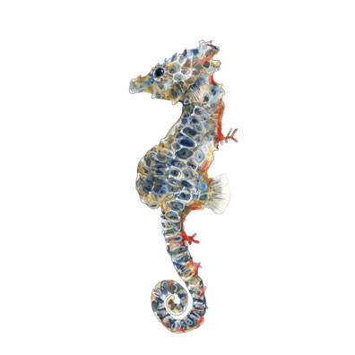 seahorse scientific illustration art watercolour design