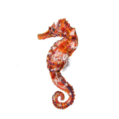 scientific illustration art watercolour ocean Giant or Pacific Seahorse (Hippocampus ingens)