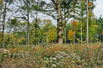 Ein Wald mit dichtem Unterholz. Einige der Bäume tragen schon buntes Herbstlaub.