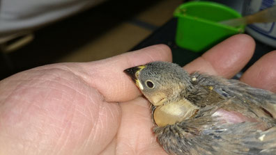 手乗り桜文鳥ヒナが仲間入りしました。