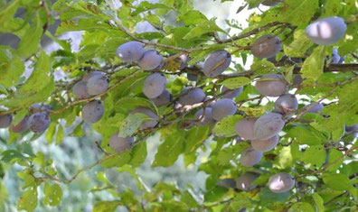 Zwetschgen - Grundrezept für selbst gemachten Fruchtsirup