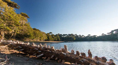 - Nationalpark Huerquehue / Pucón - 