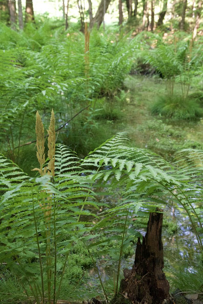 Cinnamon fern (Osmunda cinnamomea) growing in a forest seep in the woods of Distant Hill.