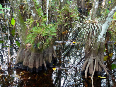 Audubons Corkscrew Swamp Sanctuary