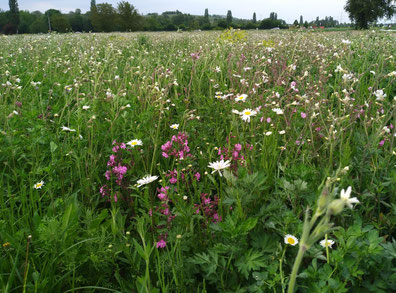Blühpatenschaftsfeld, Foto: Dagmar Reduth 2023