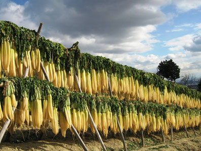 切干大根の生産風景