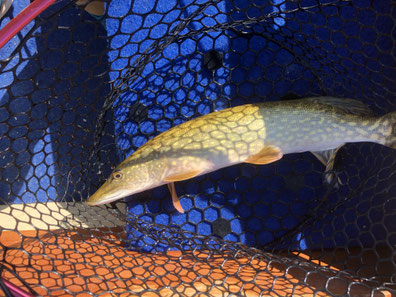 Hecht, Egli, Barsch, Zander, Pike, Esox, Murtensee, Angeln, Fischen, Fischerboot, Seeland, Esox, Perche