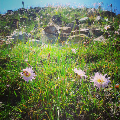 Spring time in Oaxaca at Monte Alban