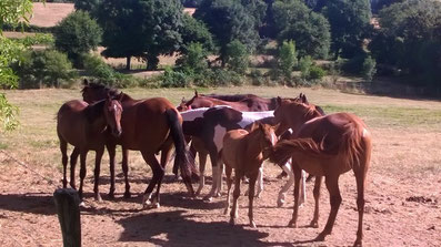 la vie de troupeau des chevaux Baunel 79