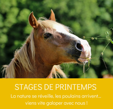 Equitation à poney et cheval, stage de printemps aux Grilles