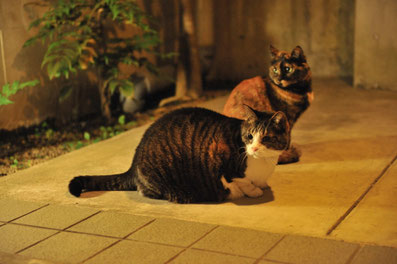 猫　ペットホテル　東京都大田区　チーボー　エマ