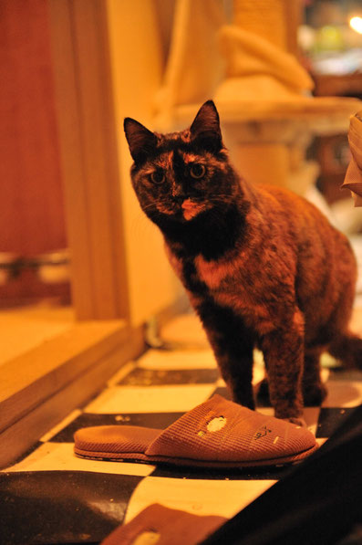 猫　ペットホテル　東京都大田区　エマ