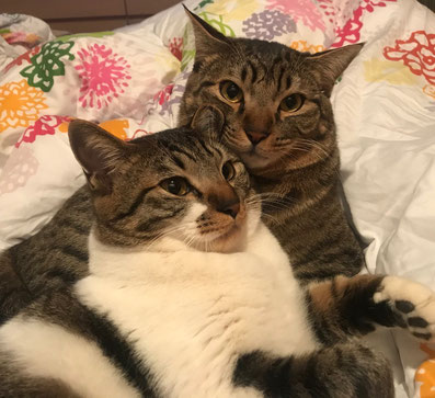 ペットシッター　猫　渋谷区