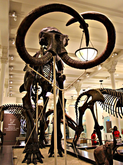 Natural History Museum NYC