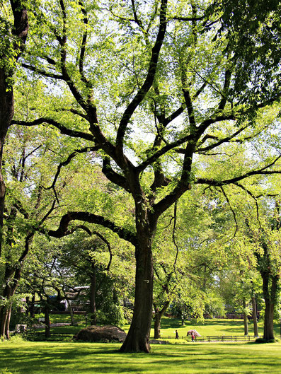 Central Park NYC