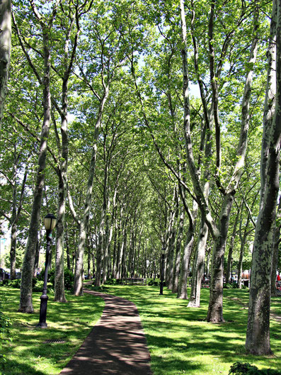Park NYC