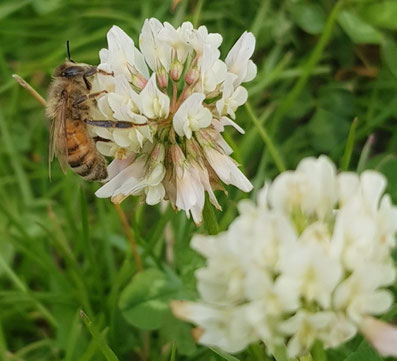 Fleur de Trèfle Blanc de Nouvelle-Zélande avec une abeille qui la butine avec de l'herbe dans verte à l'arrière plan