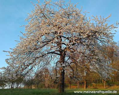 Kraftquelle Wald, Kraftquelle, Flow im Wald, Wald als Energiequelle, Wald erleben, Wald entdecken,