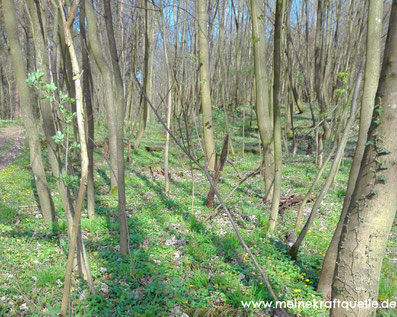 Kraftquelle Wald, Kraftquelle, Flow im Wald, Wald als Energiequelle, Wald erleben, Wald entdecken,