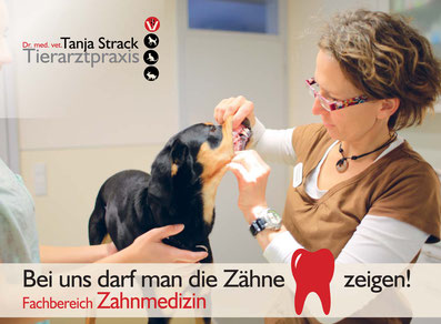 Tierarztpraxis Dr. Tanja Strack - Zahnmedizin