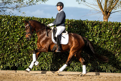 5 year old dressage horse