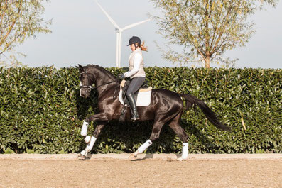 Advanced level dressage horse