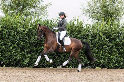 Medium level dressage horse